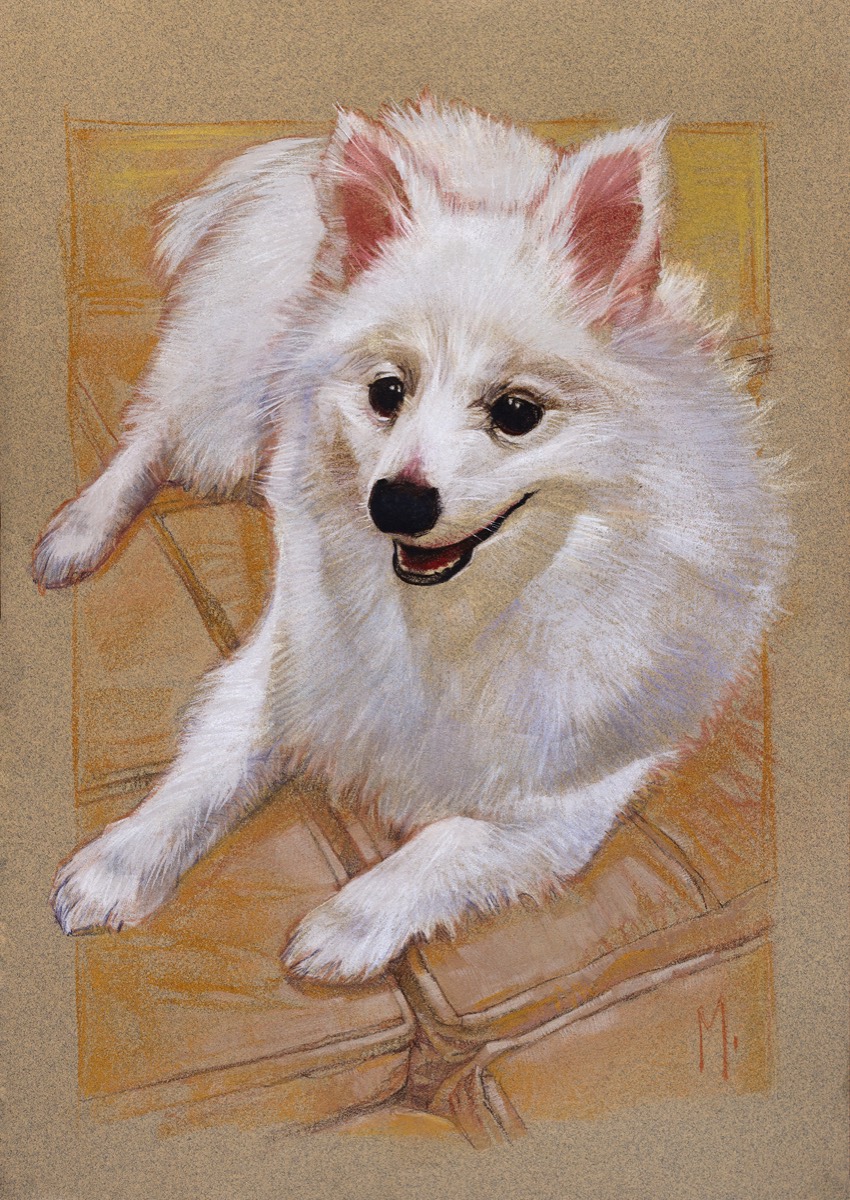 Retrato de cão spitz branco deitado sobre poltrona, olhando para cima.