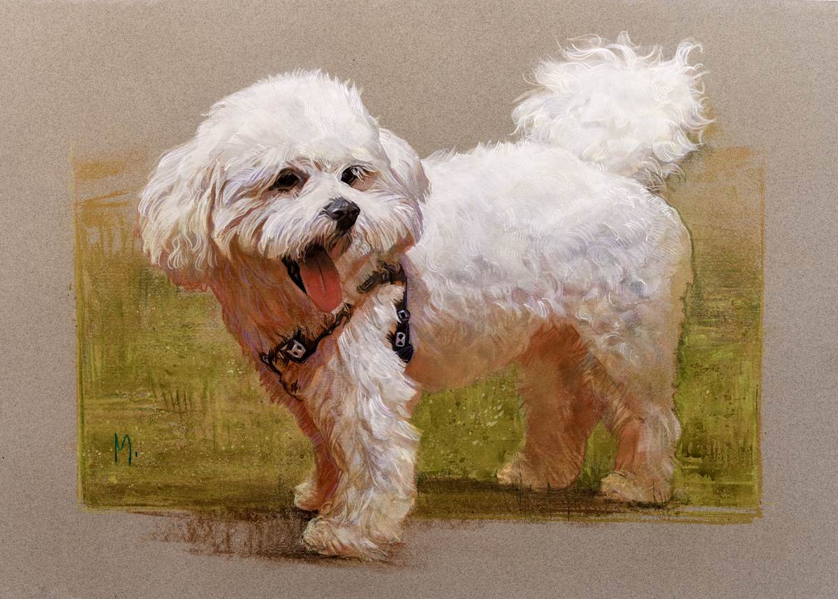 Retrato de cão branco de pelo encaracolado caminhando sobre a grama, com coleira escura.