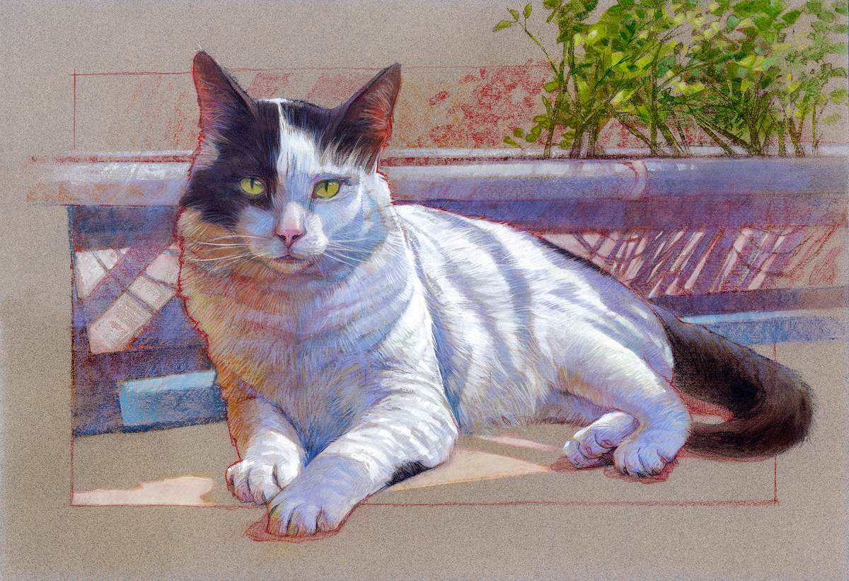 Retrato de gata preta e branca deitada ao sol sobre um muro, com plantas ao fundo.